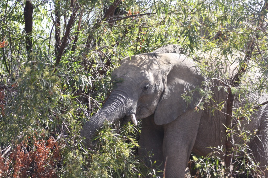 Baby Elepahnt on Pilanesberg Safari
