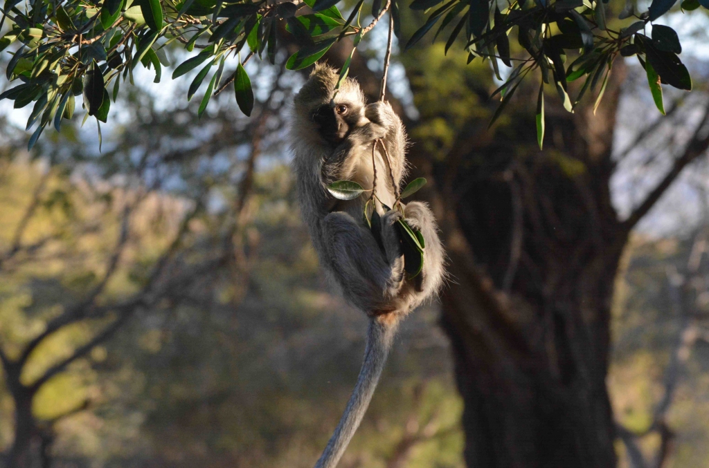 Vervet Monkeys play around the safari camp