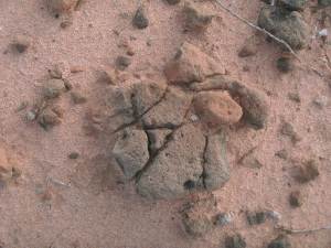 termite mound